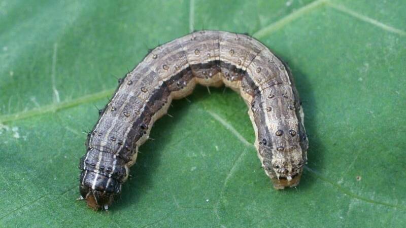 Fall armyworm have now spread across most of mainland Australia.