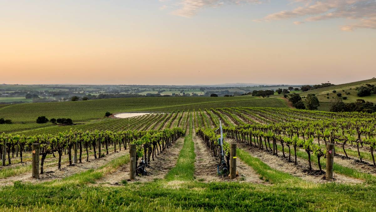 Institutional grade vineyard on offer in the Barossa Valley