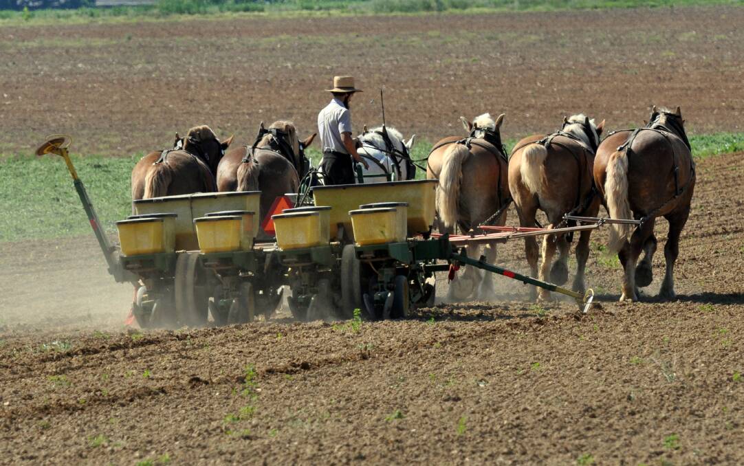 Amish farmer planting a crop using horse power in Pennsylvania. Picture from Lancaster County.