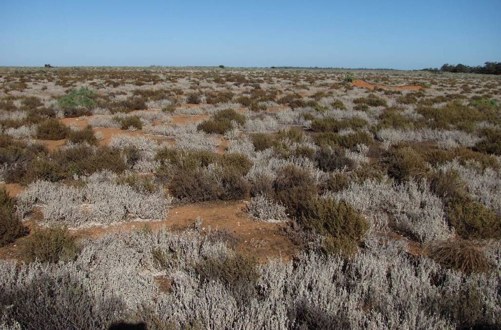 RESTORATION: Numerous species of saltbush dominate the landscape at Ned's Corner. Picture: Colleen Barnes, Trust for Nature.