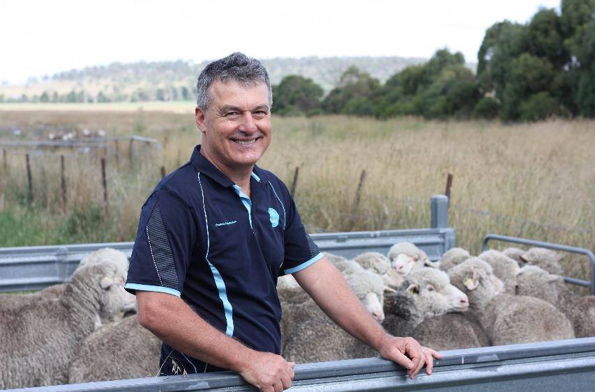 CSIRO scientist Tony Vuocolo has been vaccinating sheep with prototype flystrike vaccines.
