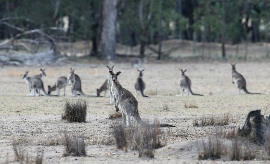 ROO INDUSTRY: The culling of kangaroos has now been questioned at home and abroad.