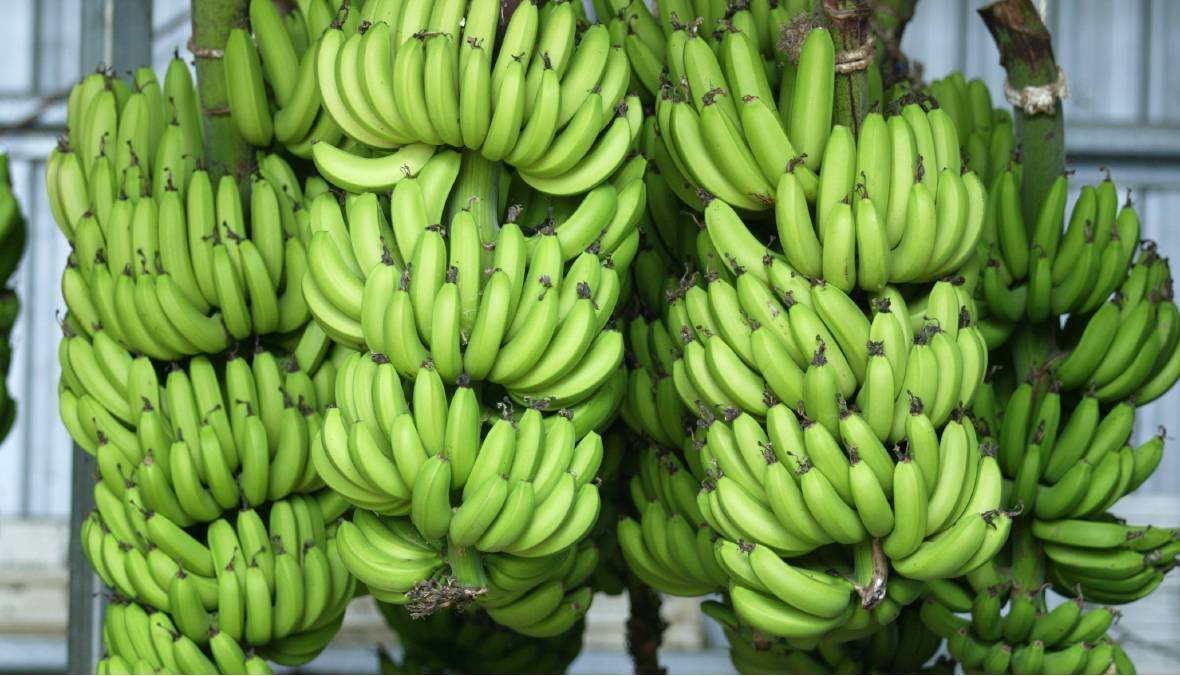 The Commonwealth plan to tackle the Northern Territory's banana freckle outbreak is going to need a re-think after another unwanted detection on a commercial property. 
