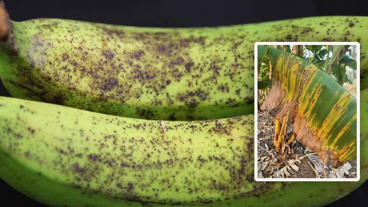 NT tries to contain worsening banana freckle outbreak