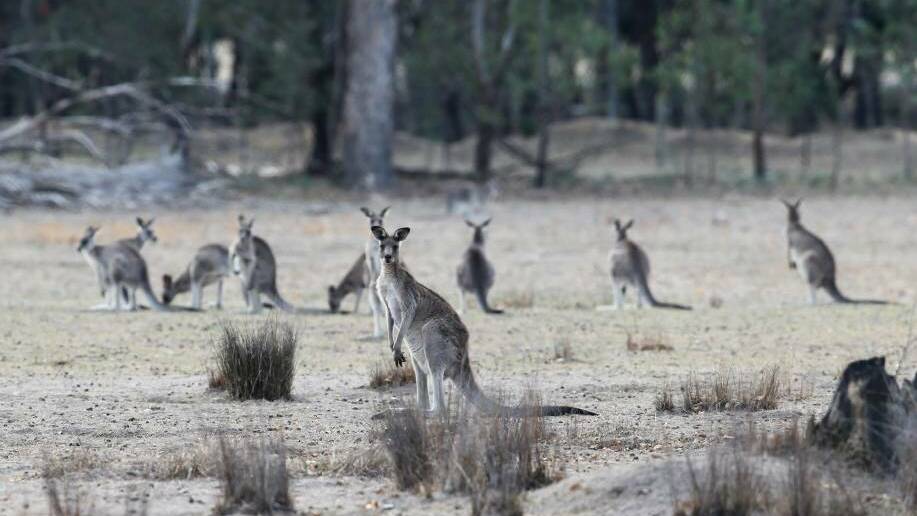 The European Commission recently dismissed an appeal to ban the import of kangaroo meat.