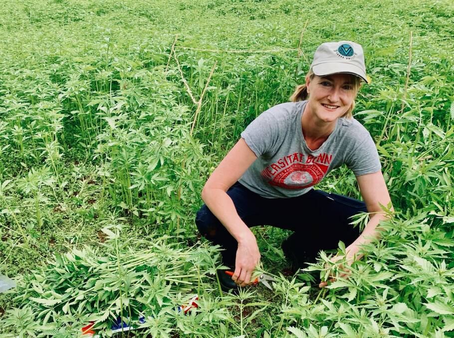 CANNABIS TEST: WA DPIRD research scientist Bronwyn Blake and others have been working to find if industrial hemp can be used as a summer feed option for livestock. Picture: supplied.