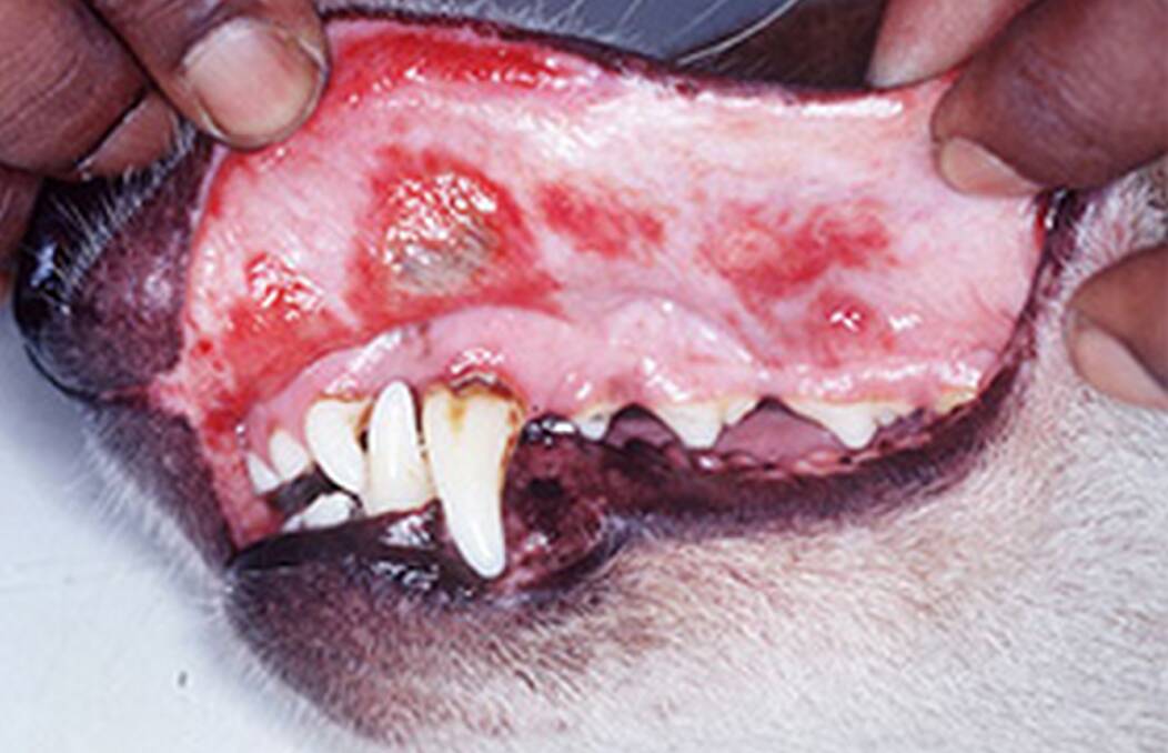 Vets in the Northern Territory say the disease has a very high mortality rate.