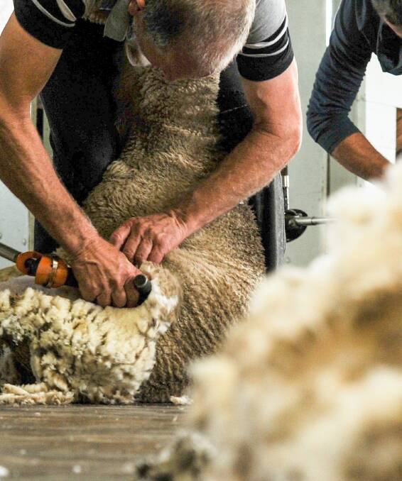 UPSWING: Shorn wool production is predicted to lift this year with an even better forecast for next year.