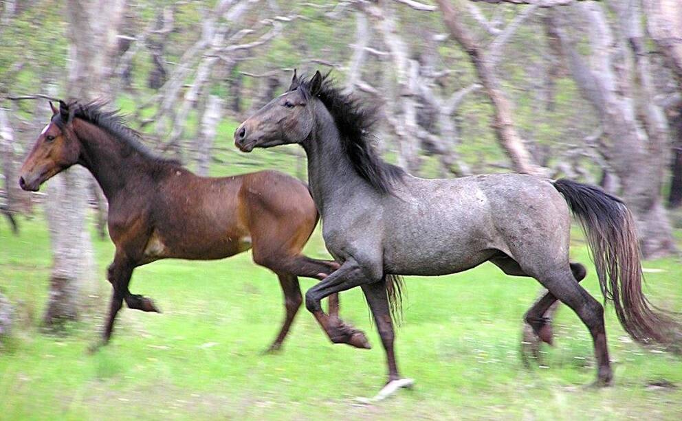 The station owner believed the consignment of feral horses was heading to a Queensland abattoir for eventual human consumption but instead went to Victoria for use in pet meat. Picture: Australian government.