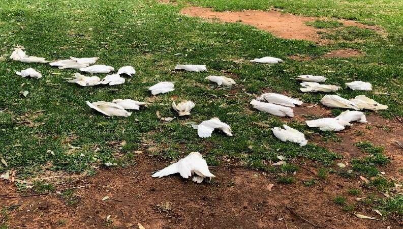 LAW BREAKERS: The poisoning of 100 corellas has focused attention again on the big populations of corellas around regional Victoria. Picture: Office of the Conservation Regulator.