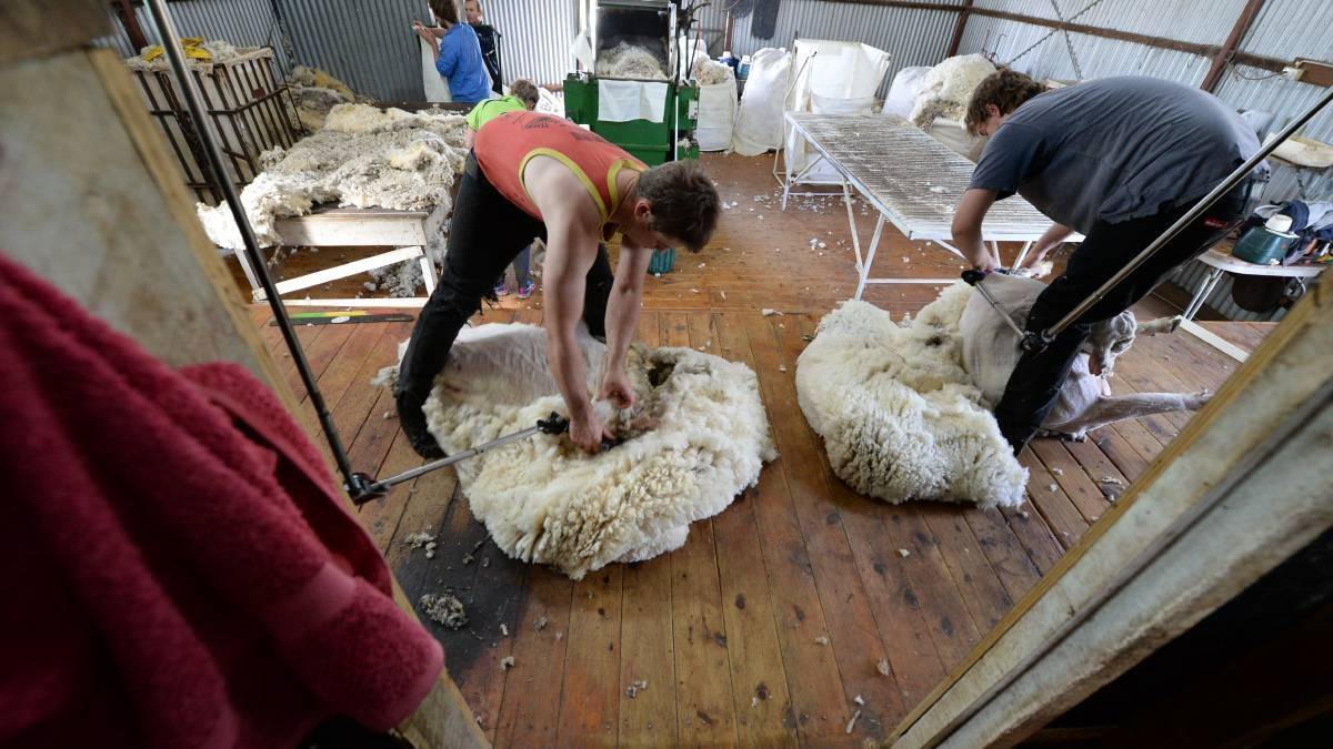 Victorian shearers are threatening to head interstate because of new rules forcing them to vaccinate.
