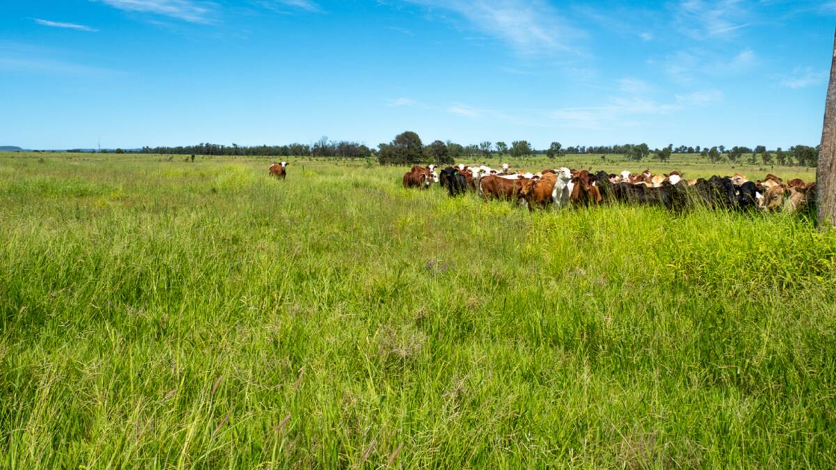 Central Queensland property El Rocco sold for a district record $14.5 million - $7207/ha. Estimated to carry 1000 backgrounders up to feedlot entry weight, the productive 2012ha (4972 acre) property is located near Moura. Picture supplied