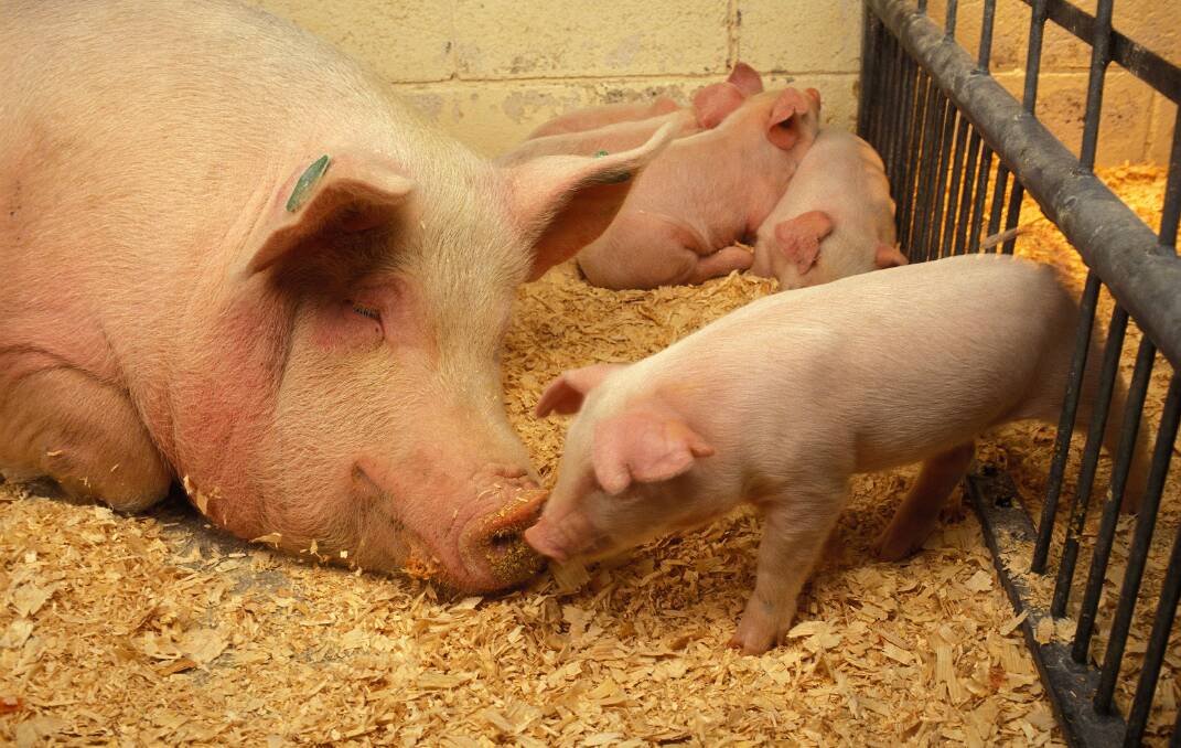 US researchers claim to have developed a vaccine to protect against strains of African Swine Fever virus.