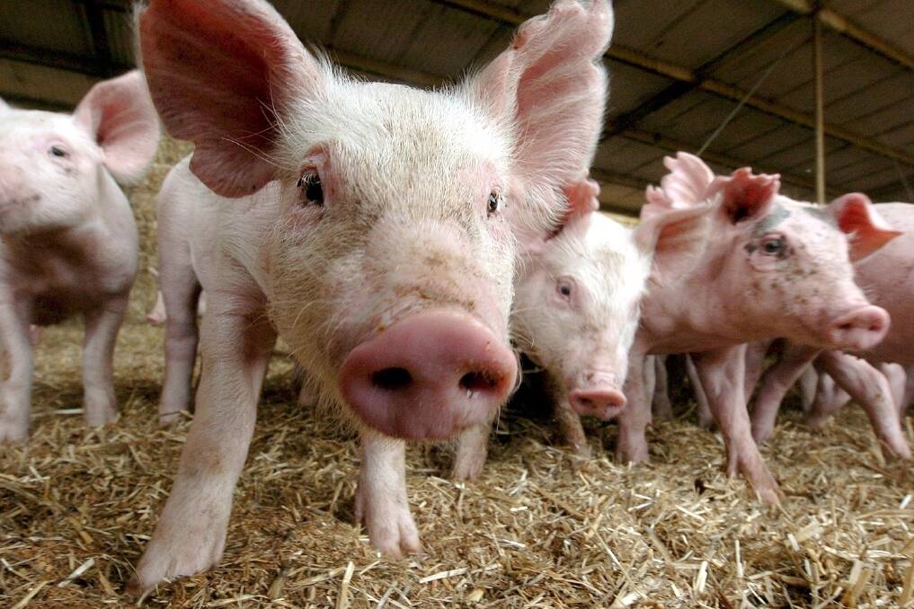 Culling of pig herds has so far been ruled out because the virus is already out in the wild as well.