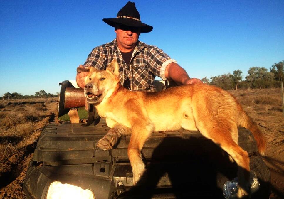 Dingo, Australian wild dog