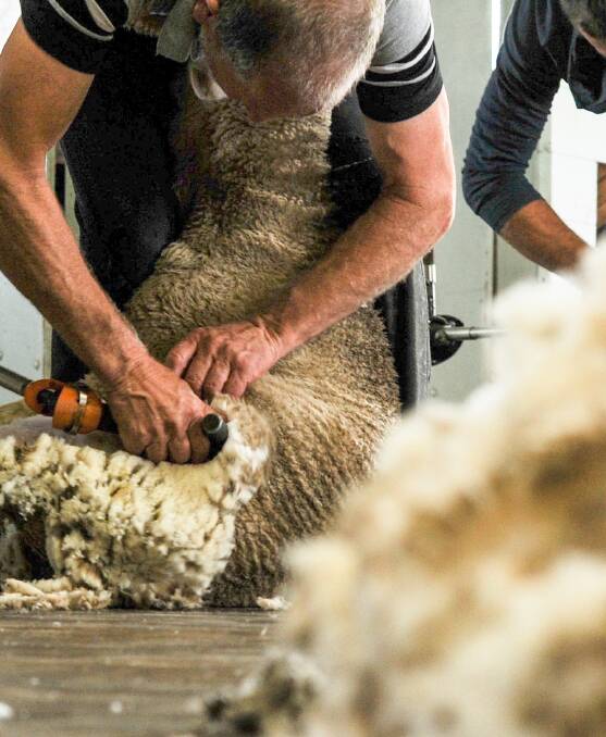 The industry fears the loss of Kiwi shearers will hit hard again.