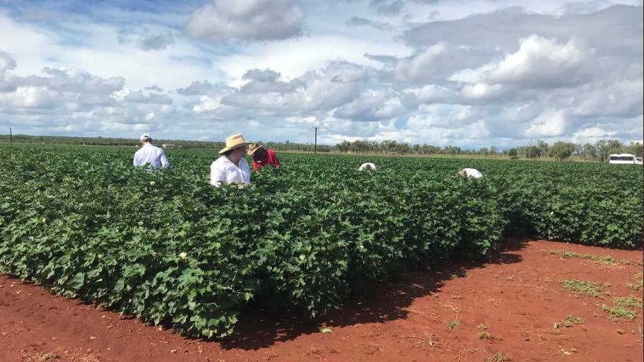 Cotton growing trials at the Katherine Research Farm.