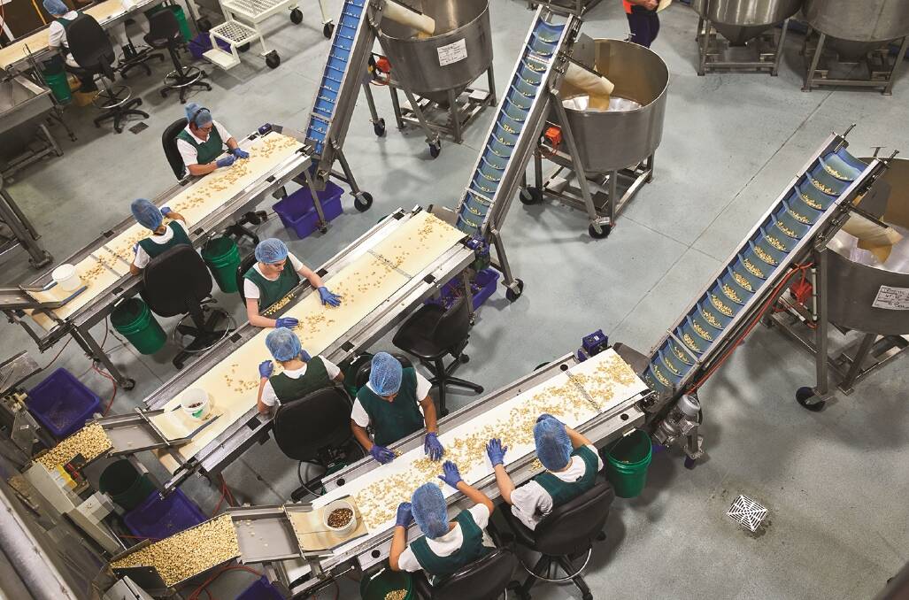Macadamia processing is big business in Queensland.