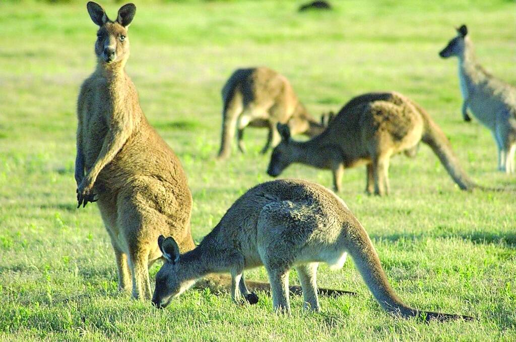 KANGAROO COURT: Animal rights activists have claimed Australia's kangaroo culling programs are inhumane.
