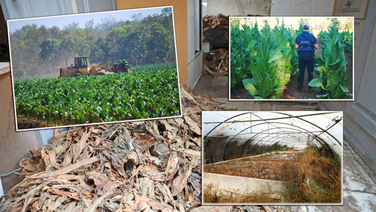 LOOK OUT: Criminal gangs have been leasing land from unsuspecting farmers to grow illegal crops like tobacco. Pictures: ATO and AFP.