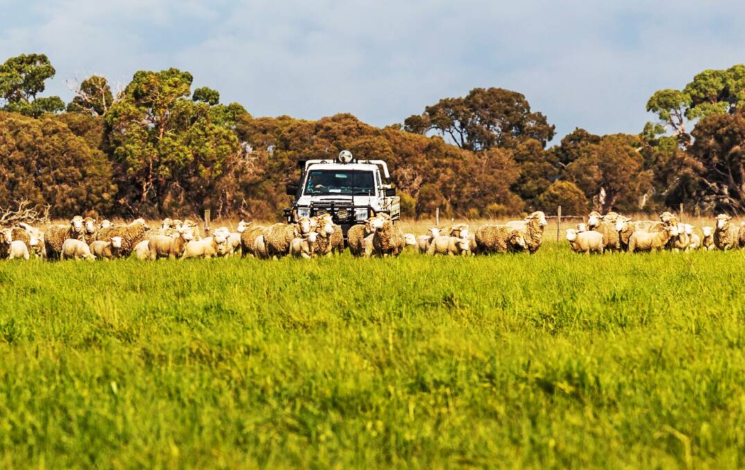 A six farm aggregation for sale in the prized Lucindale district is expected to attract wide interest. Pictures from Colliers Agribusiness