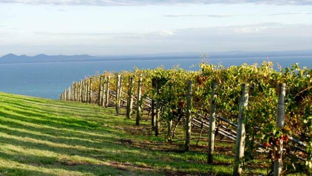 Grape vines on the Bellarine Peninsula could be a target for recycled human wastewater.