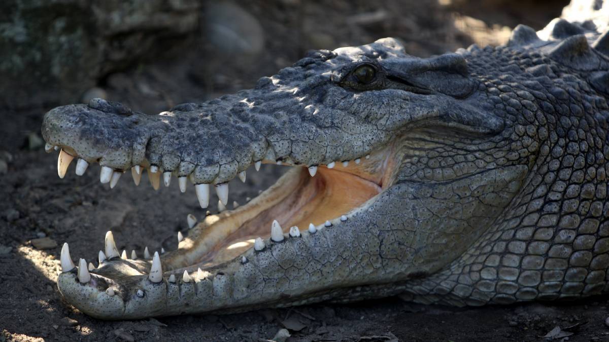 CROCS ARE REAL: Fearsome creatures for sure, but saltwater crocodiles shouldn't stop you visiting the Northern Territory, it's a wonderful place.