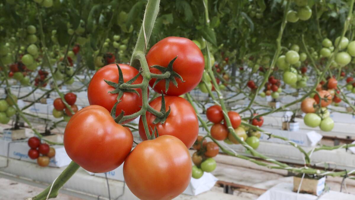 Bagged truss tomatoes from Griffith are familiar sights on the supermarket shelves.