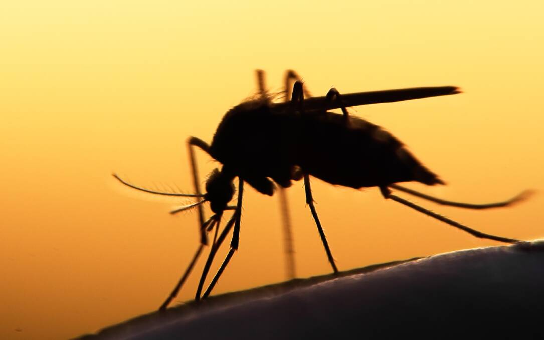 SHOCK FIND: It is now believed Japanese encephalitis has spread throughout mainland Australia over the past month and is already considered endemic.