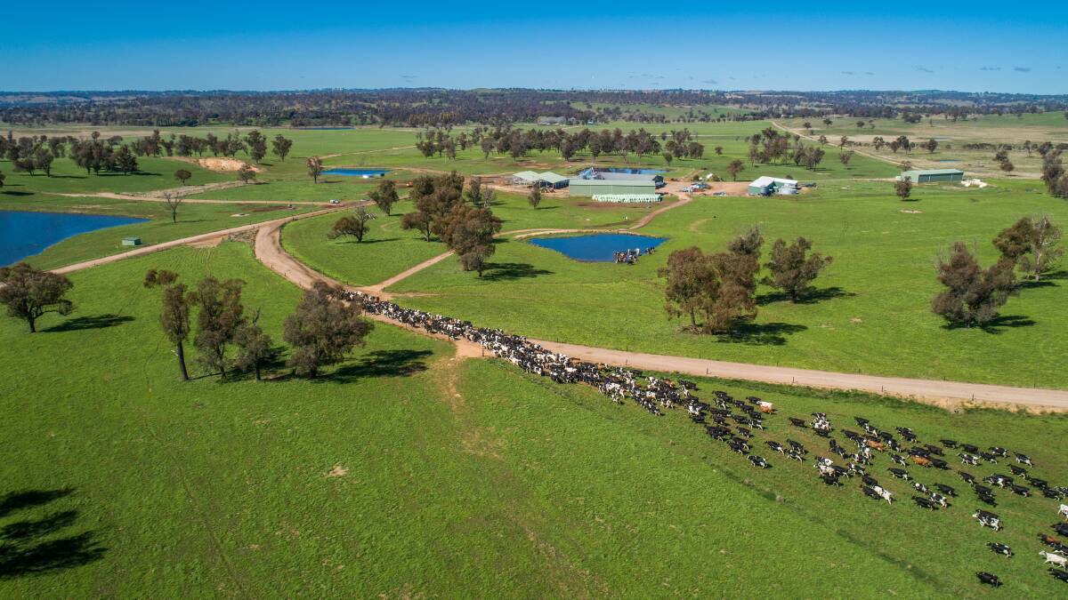 One of Australia's top dairy farms for sale walk-in walk-out