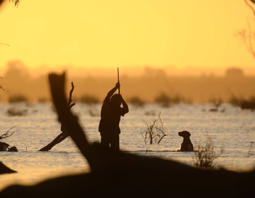 Bag limits have risen for the Victorian duck season which opens on May 26 for just 20 days.