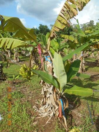 An infected banana plant.