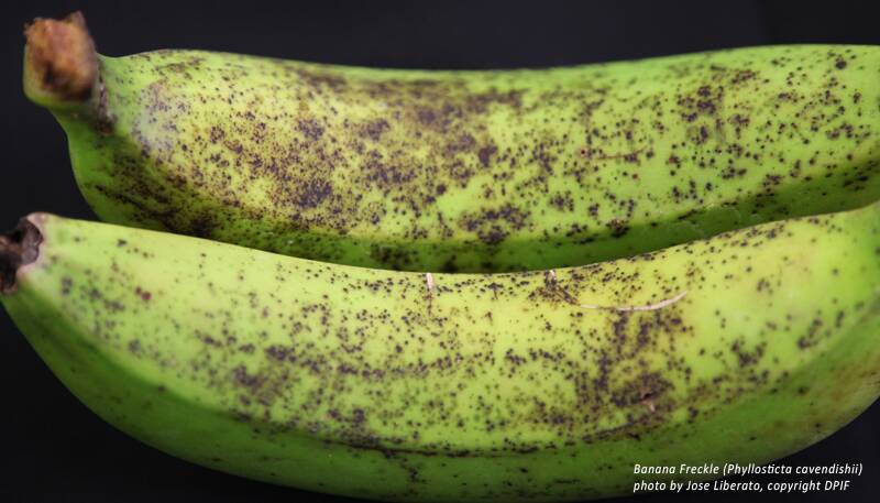 BANANA FRECKLE: While infected bananas are still safe to eat, the disease devastates plants and impacts on export requirements.