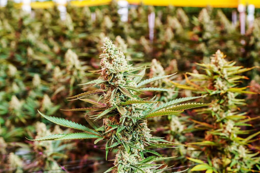 A medicinal cannabis grower at Mildura is searching for new ways to keep operating. Picture: Cann Group.