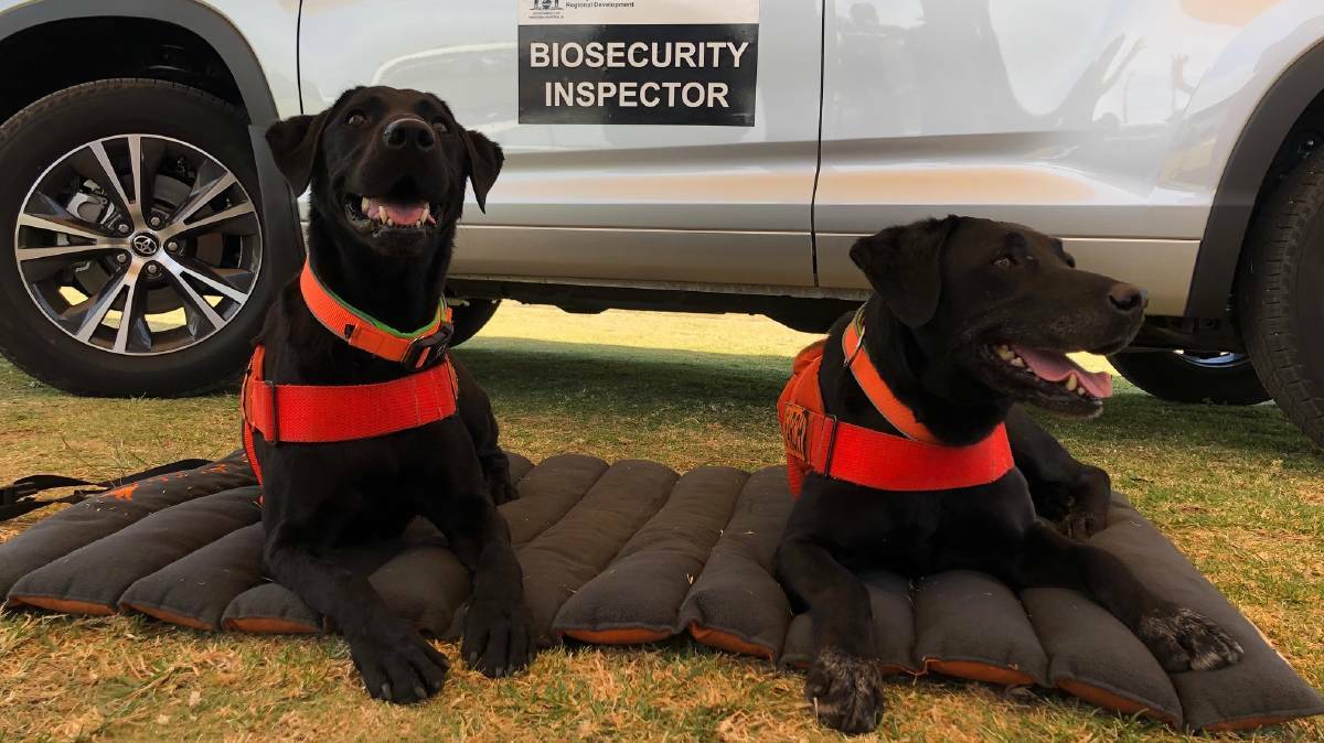 Unfortunately our front line troops, the detector dogs, were not much use to ward off ehrlichiosis but are of great value in our biosecurity protection.