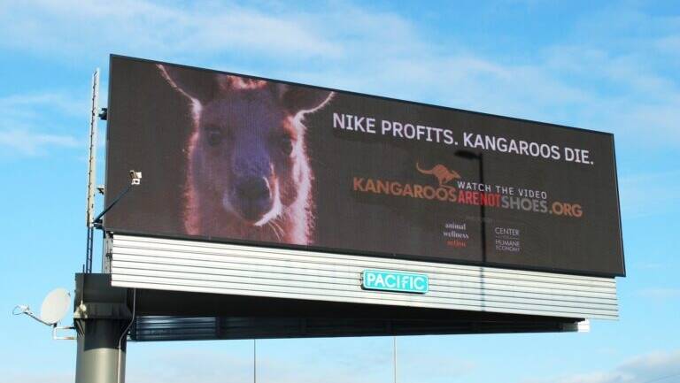 There are international efforts to stop Australia's kangaroo trade.