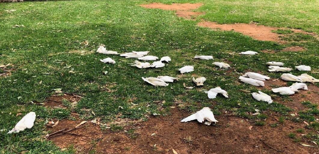 Up to 100 corellas fell dead for trees at Robinvale in December. Picture: Office of the Conservation Regulator.