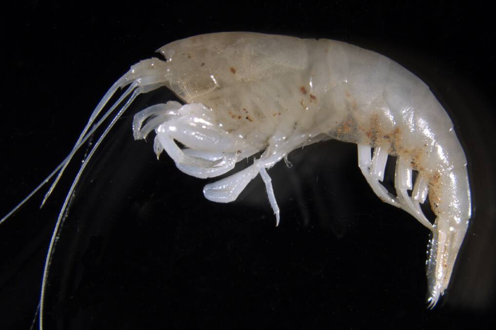 A little blind shrimp, only as big as a fingernail, has been found in bores in the NT outback.
