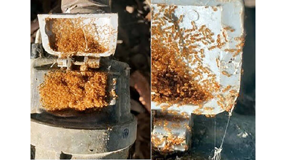 The ant colony found inside a water meter at Echuca.