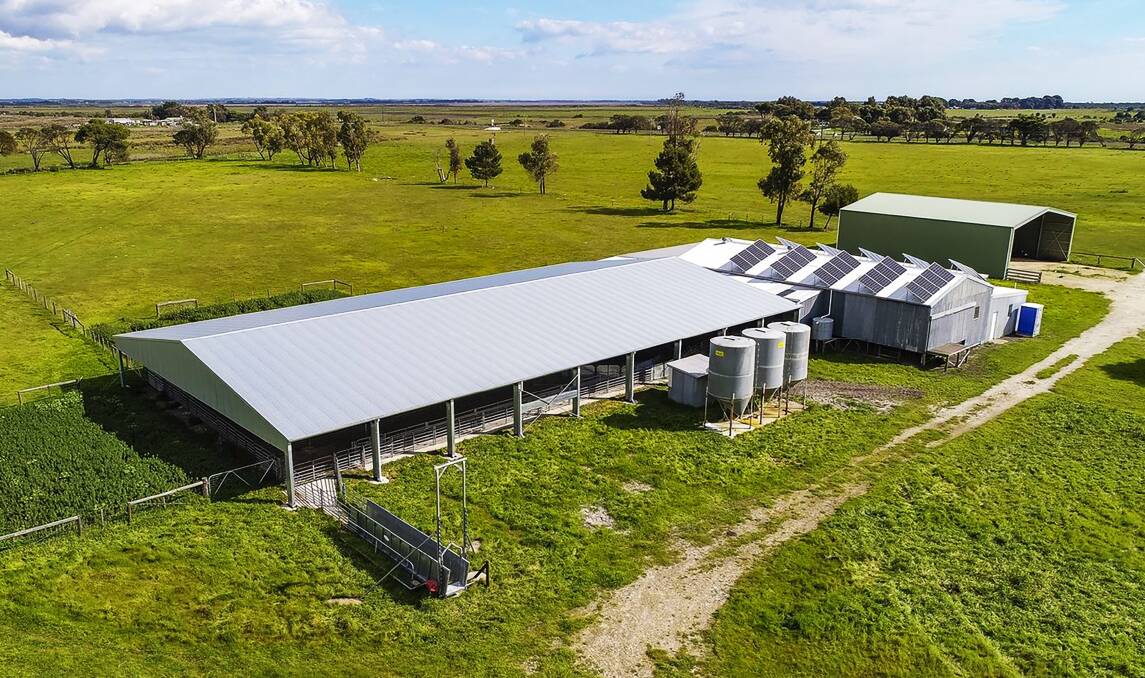 Large covered sheep yards adjoin the solar-equipped shearing shed on Bundara. Pictures from Nutrien Harcourts