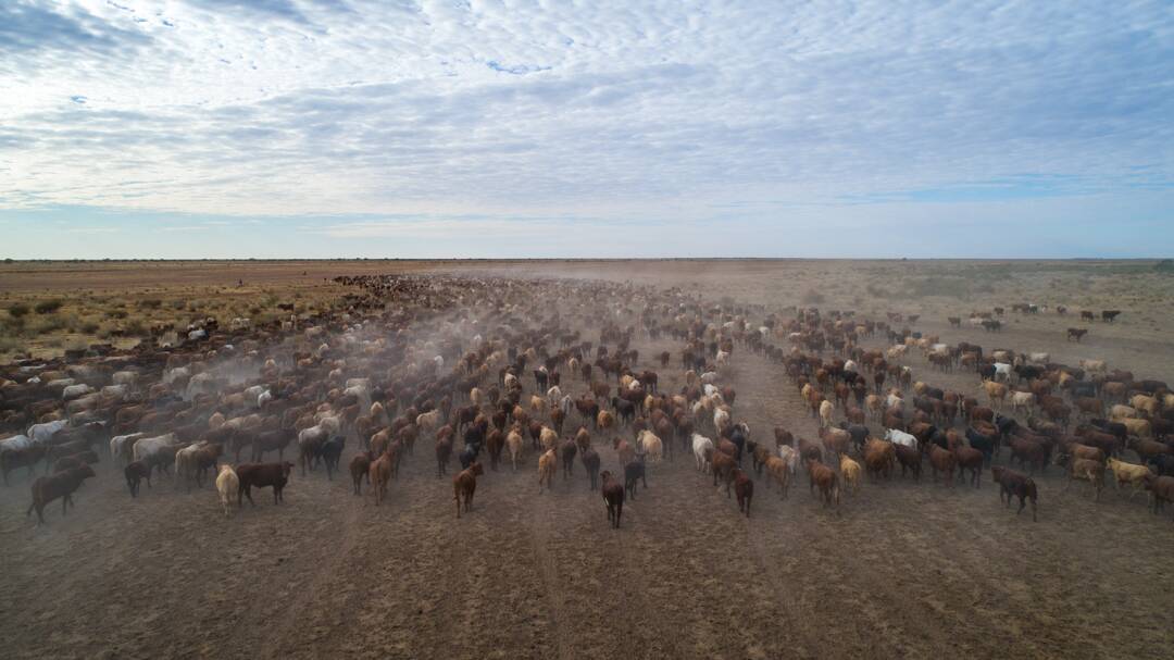 Big cattle producer signs land conservation deal