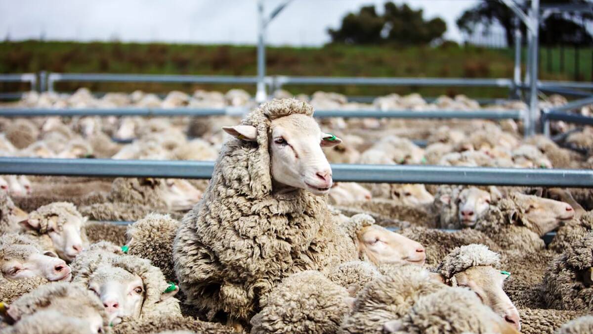 WAIT AND SEE: A good run of seasons has seen the sheepmeat industry bunce back now all eyes will be on results from the first big lamb sales of the spring.