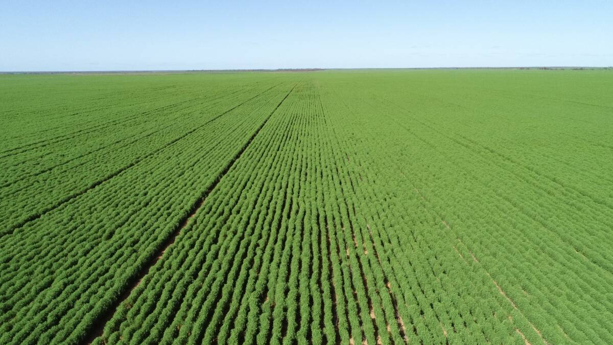 Petro Station is expecting to harvest 25,000 tonne to 30,000 tonne crops of lentils, chickpeas, wheat and barley this year.