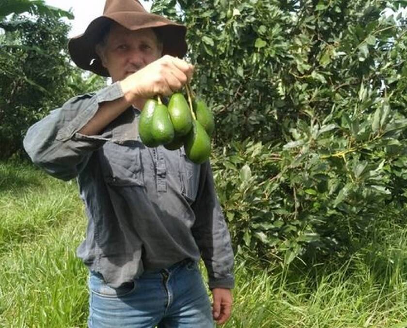 GOOD TRAVELLERS: Mark Toohey of Toohey Farming in north Queensland with the avocados he has to stop sending by post.