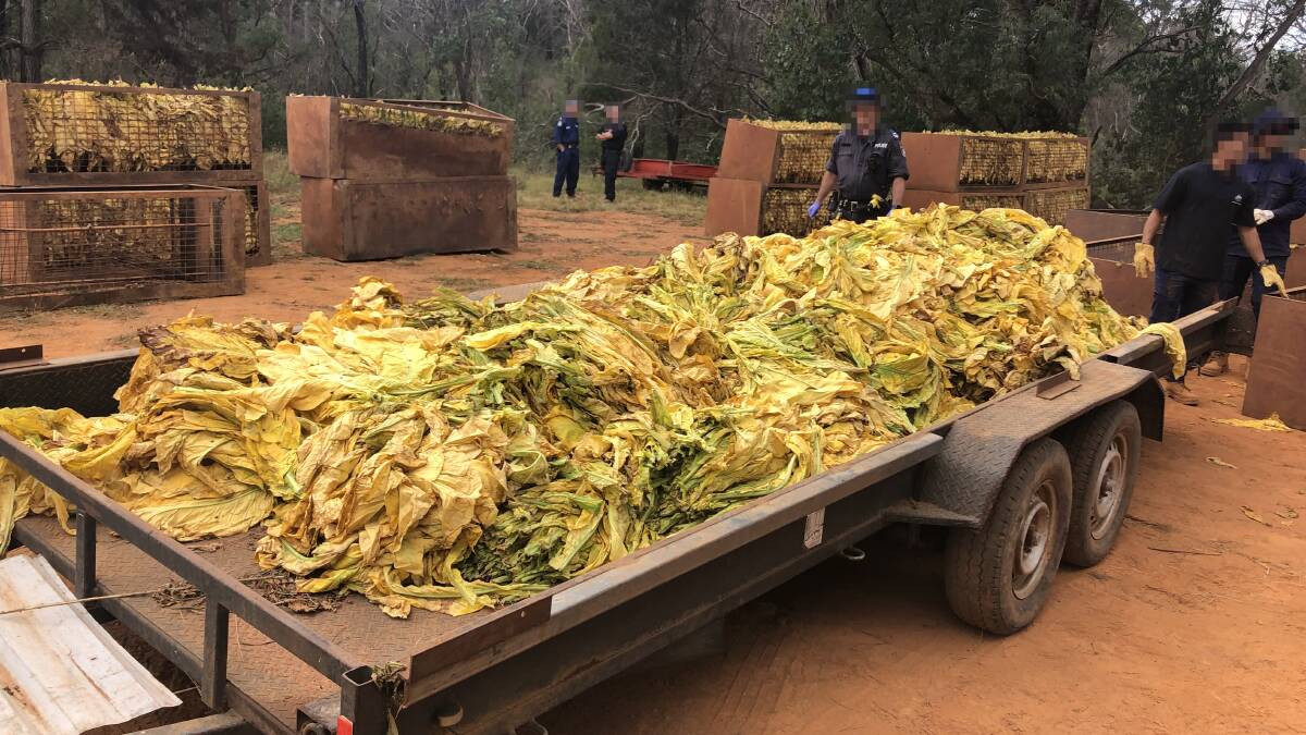 A tobacco crop was seized during a raid on a NSW farm. Picture: ATO.