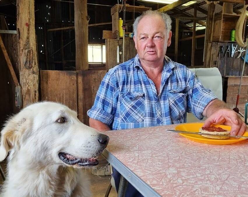 Mountain cattleman Phil Neven with one of his Maremma sheepdogs which his well-known family says are now crucial to ward off wild dogs.