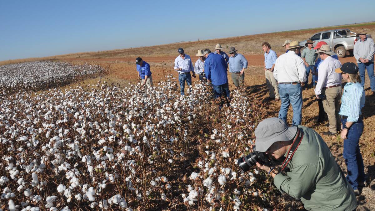 Cotton crops trialled on a Tipperary property at Daly River using wet season rains alone. 