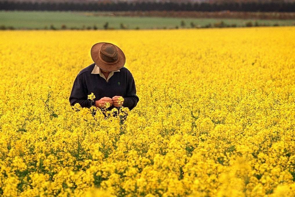 YELLOW GOLD: As Australia creeps towards $1000 a tonne for canola, the star oilseed could be in demand for at least another decade.