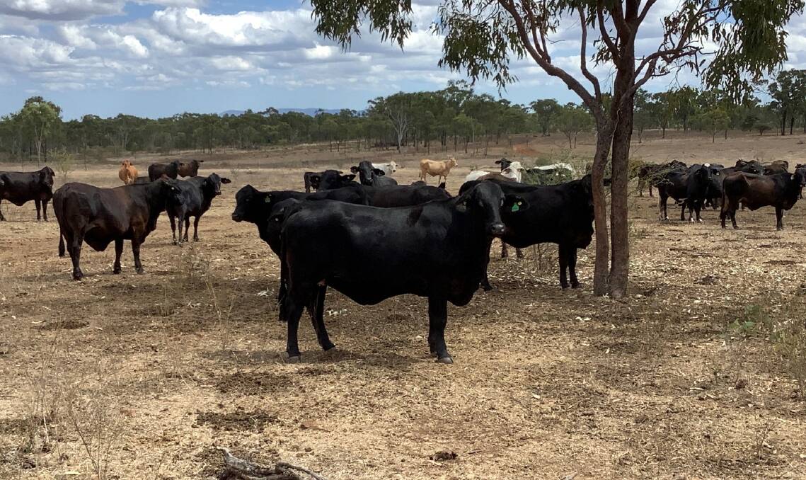 WALK IN, WALK OUT: The Home Hill property Leichhardt Creek in north Queensland was sold with 2120 cattle.