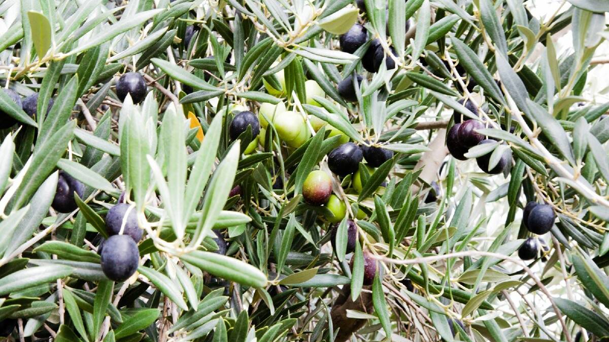 Olive groves and oil processing plant being sold together